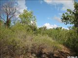 Aguirre Forest - GUAYAMA